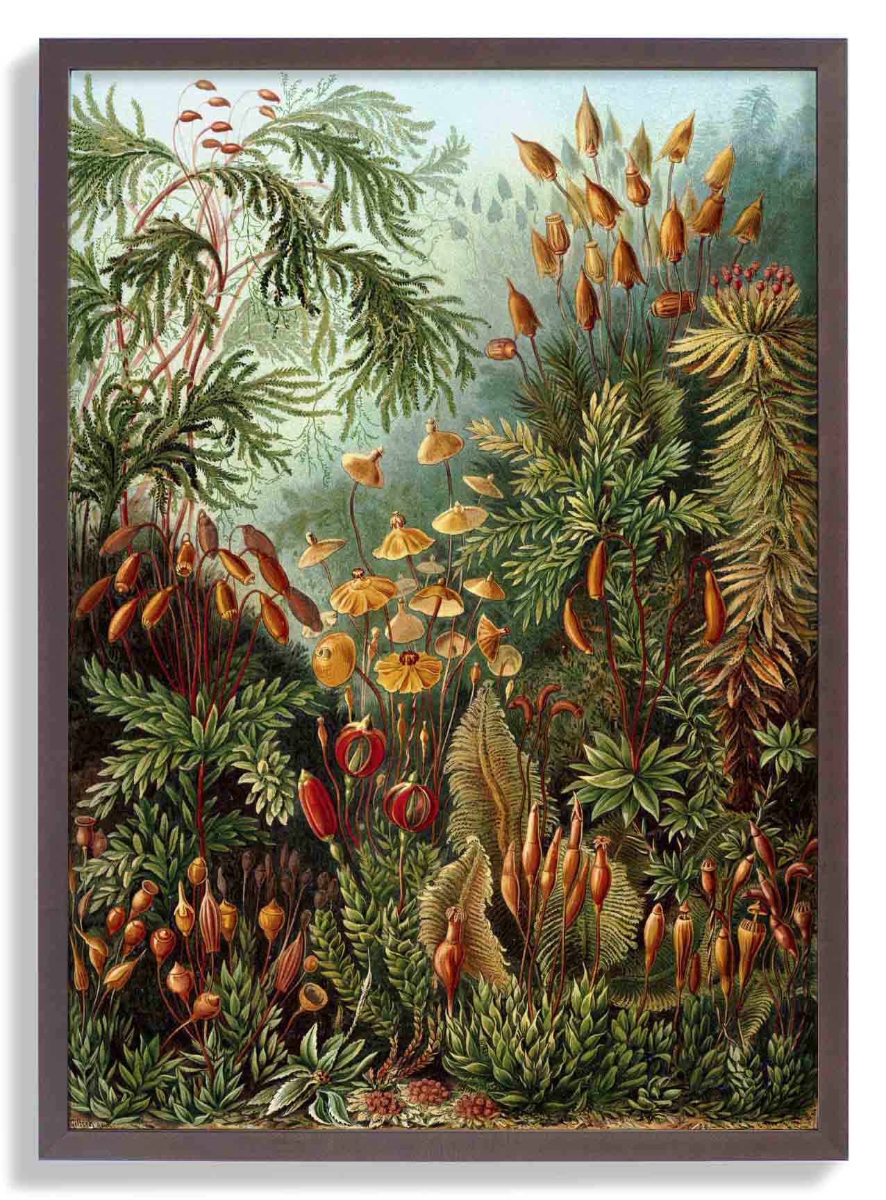 Mushroom Forest Print by Ernst Haeckel - Image 7