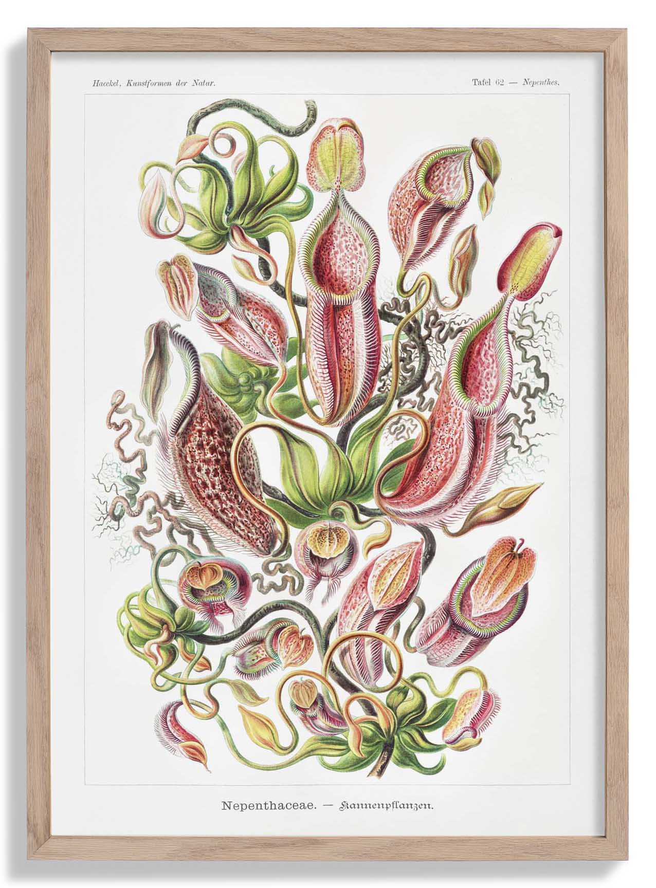 Nepenthaceae by Ernst Haeckel