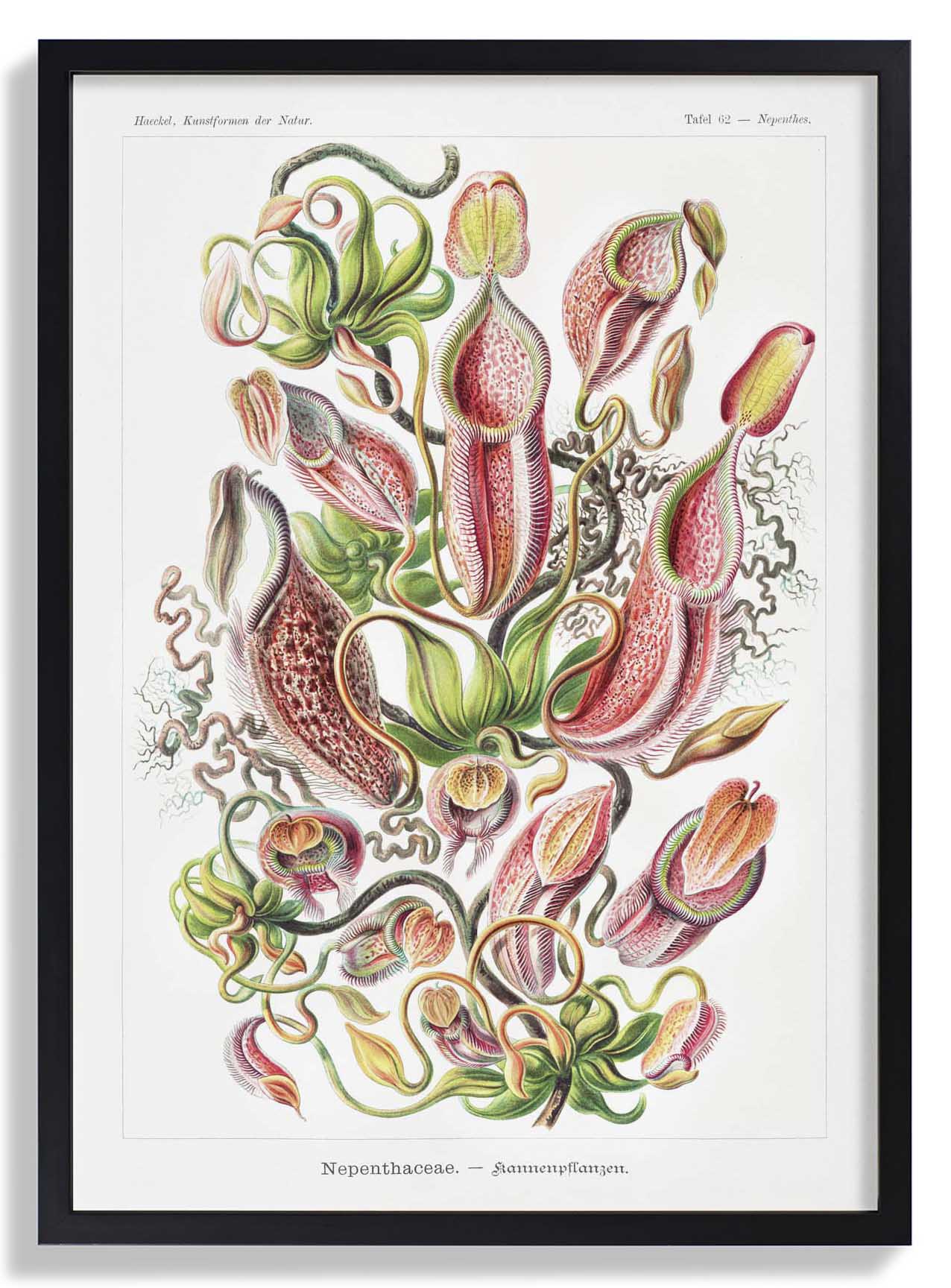 Nepenthaceae by Ernst Haeckel - Image 6