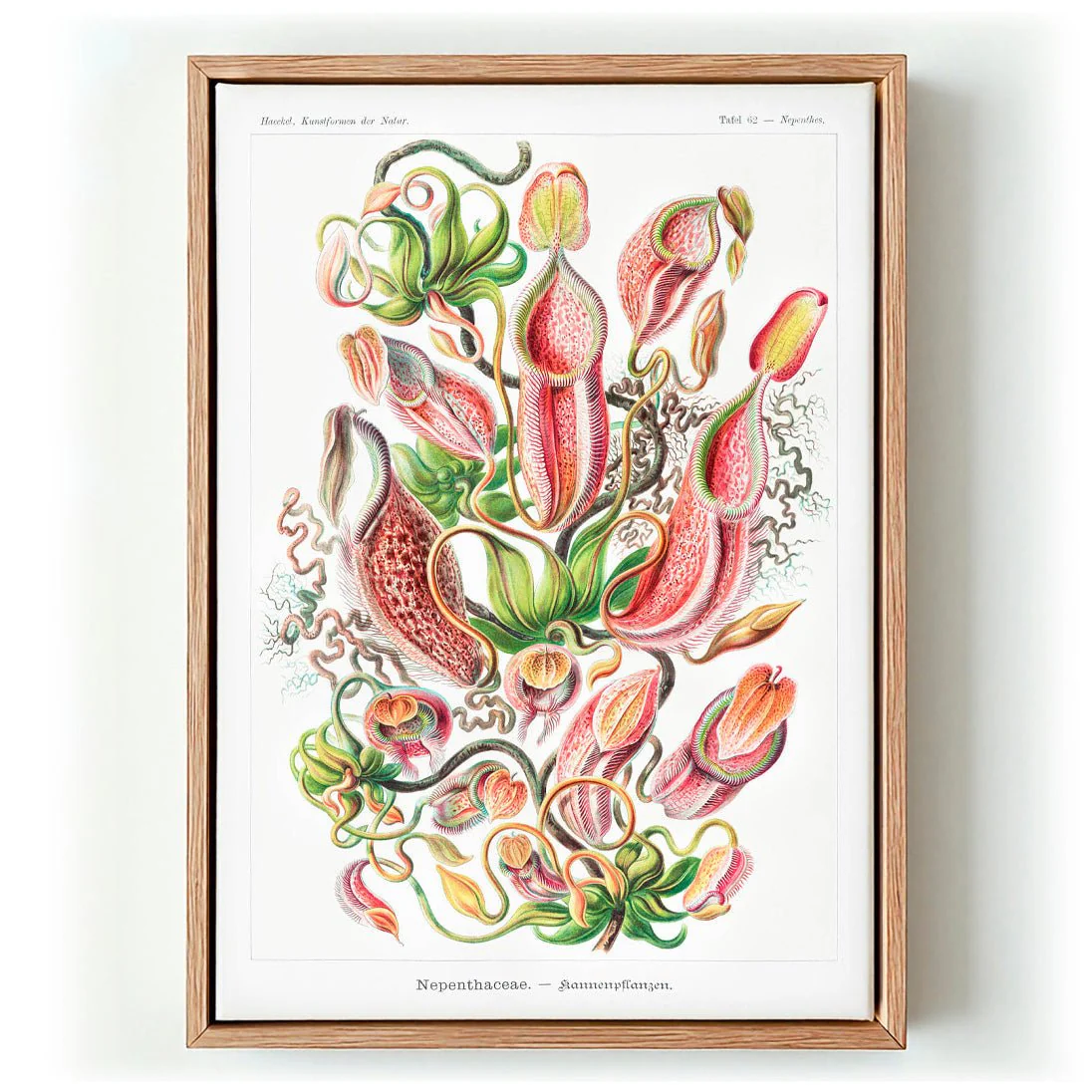 Nepenthaceae by Ernst Haeckel
