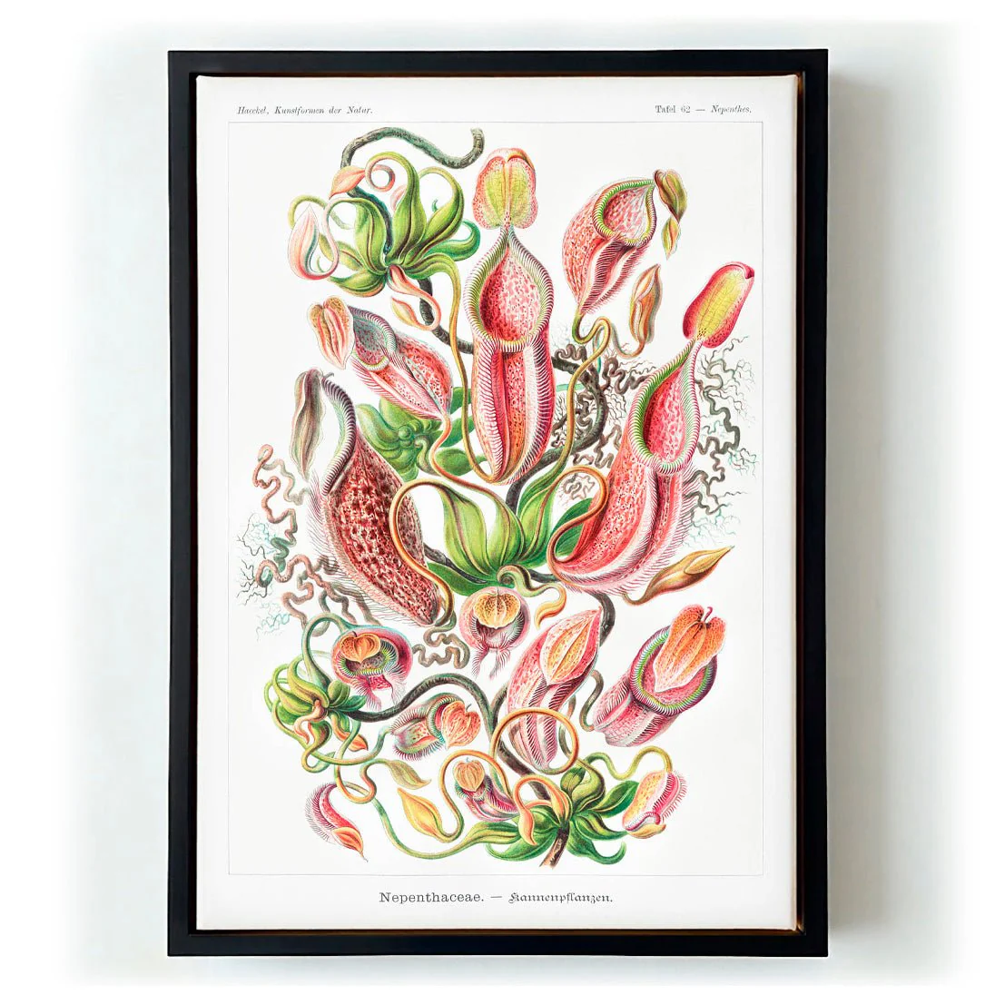 Nepenthaceae by Ernst Haeckel - Image 5