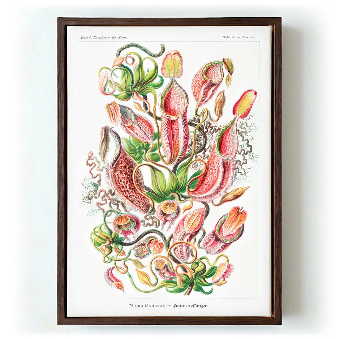 Nepenthaceae by Ernst Haeckel - Image 6