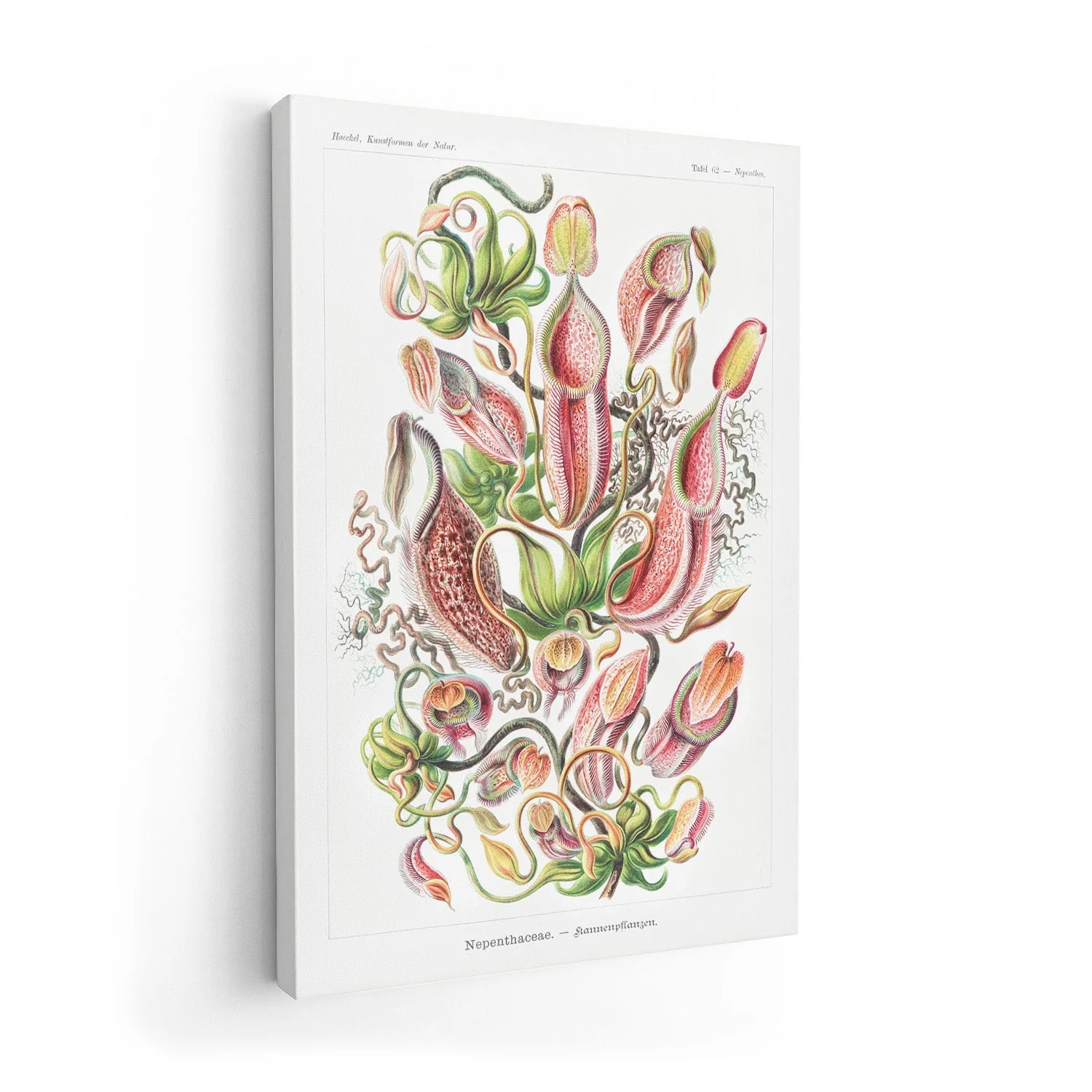 Nepenthaceae by Ernst Haeckel - Image 7