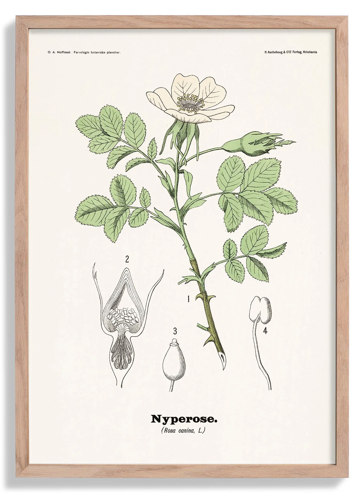 Nyperose - Rosa canina L. by Olaf Alfred Hoffstad