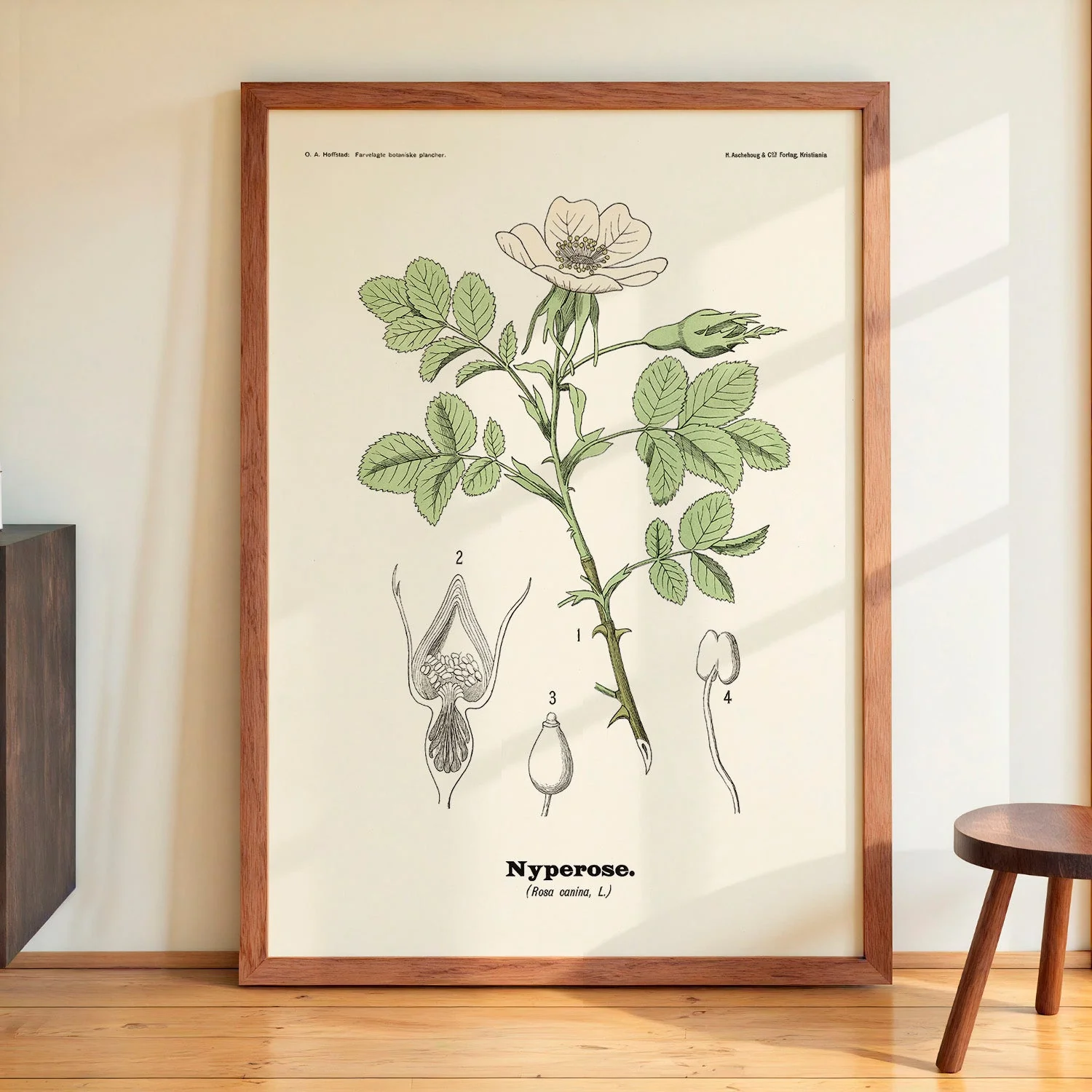 Nyperose - Rosa canina L. by Olaf Alfred Hoffstad - Image 4