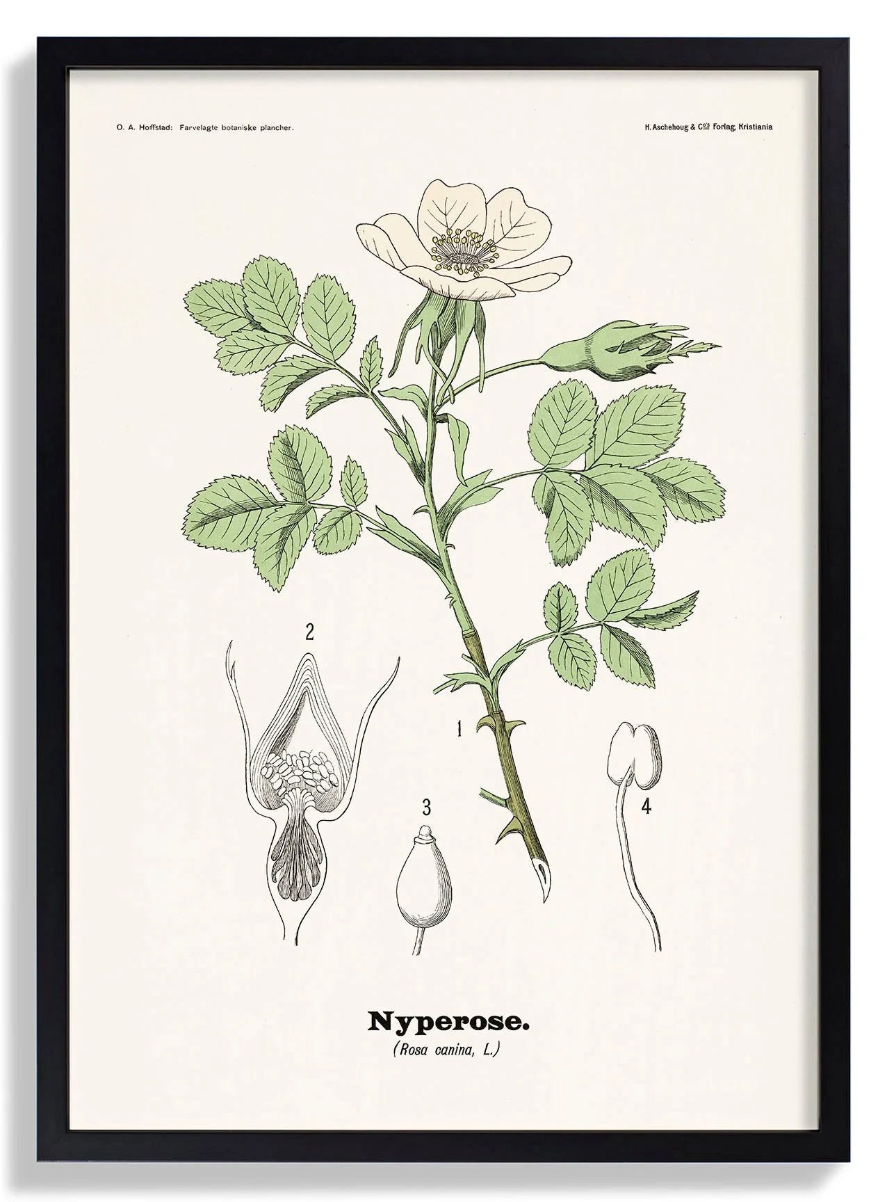 Nyperose - Rosa canina L. by Olaf Alfred Hoffstad - Image 7