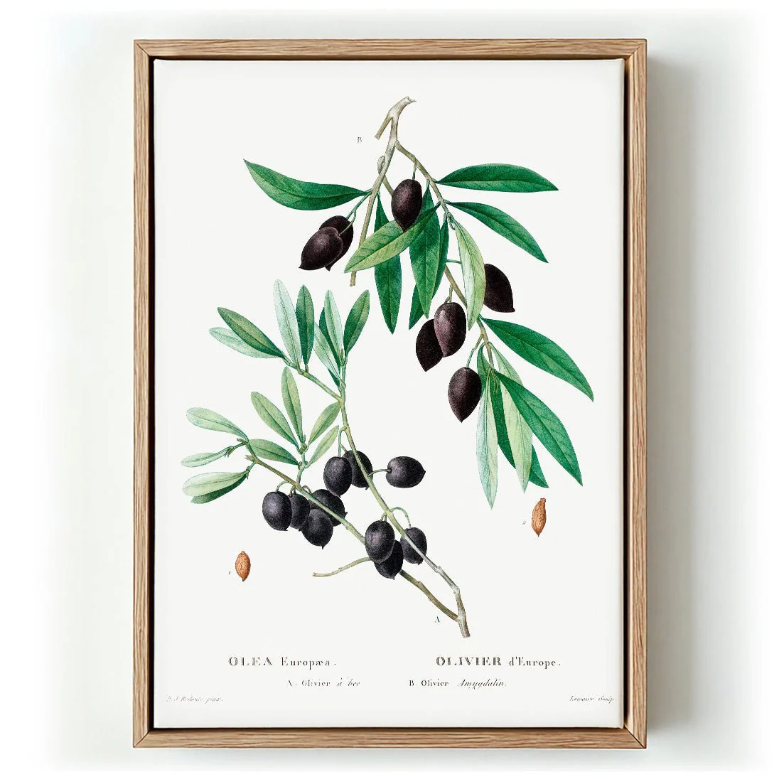 Olive Tree