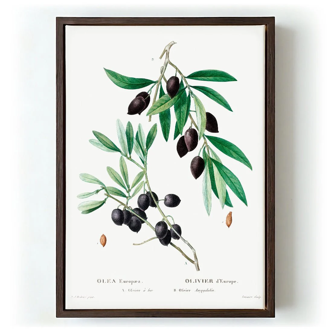 Olive Tree - Image 5
