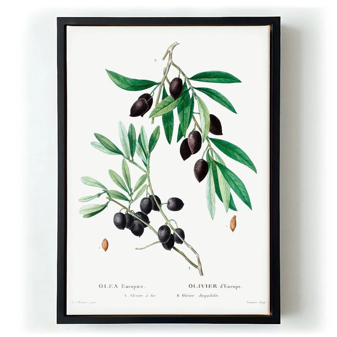 Olive Tree - Image 6