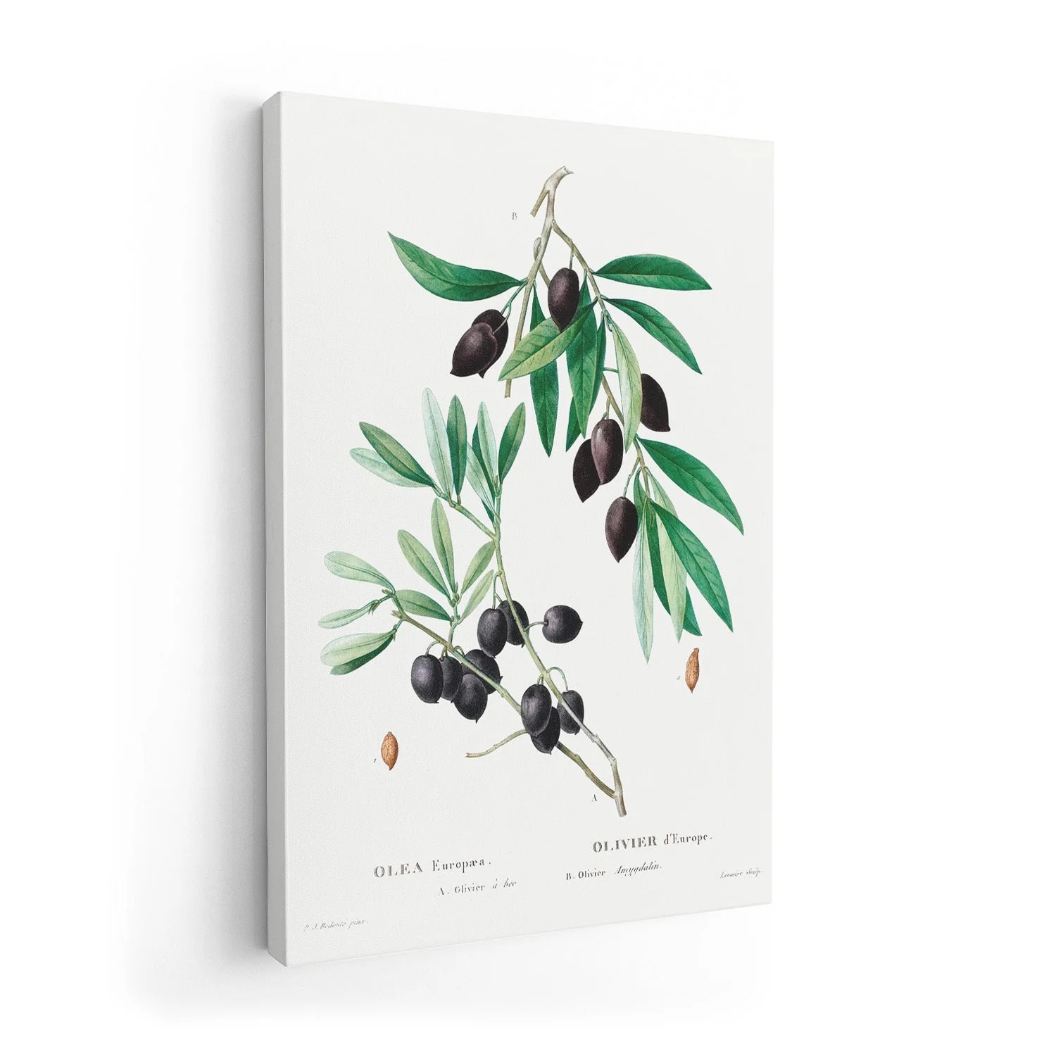 Olive Tree - Image 7