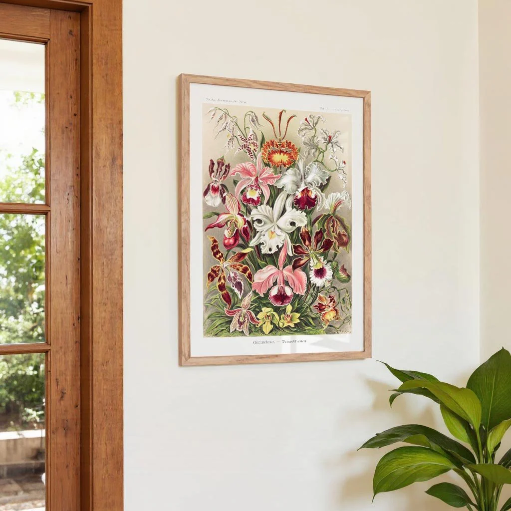 Orchideae Lilly Flowers by Ernst Haeckel with borders - Image 4