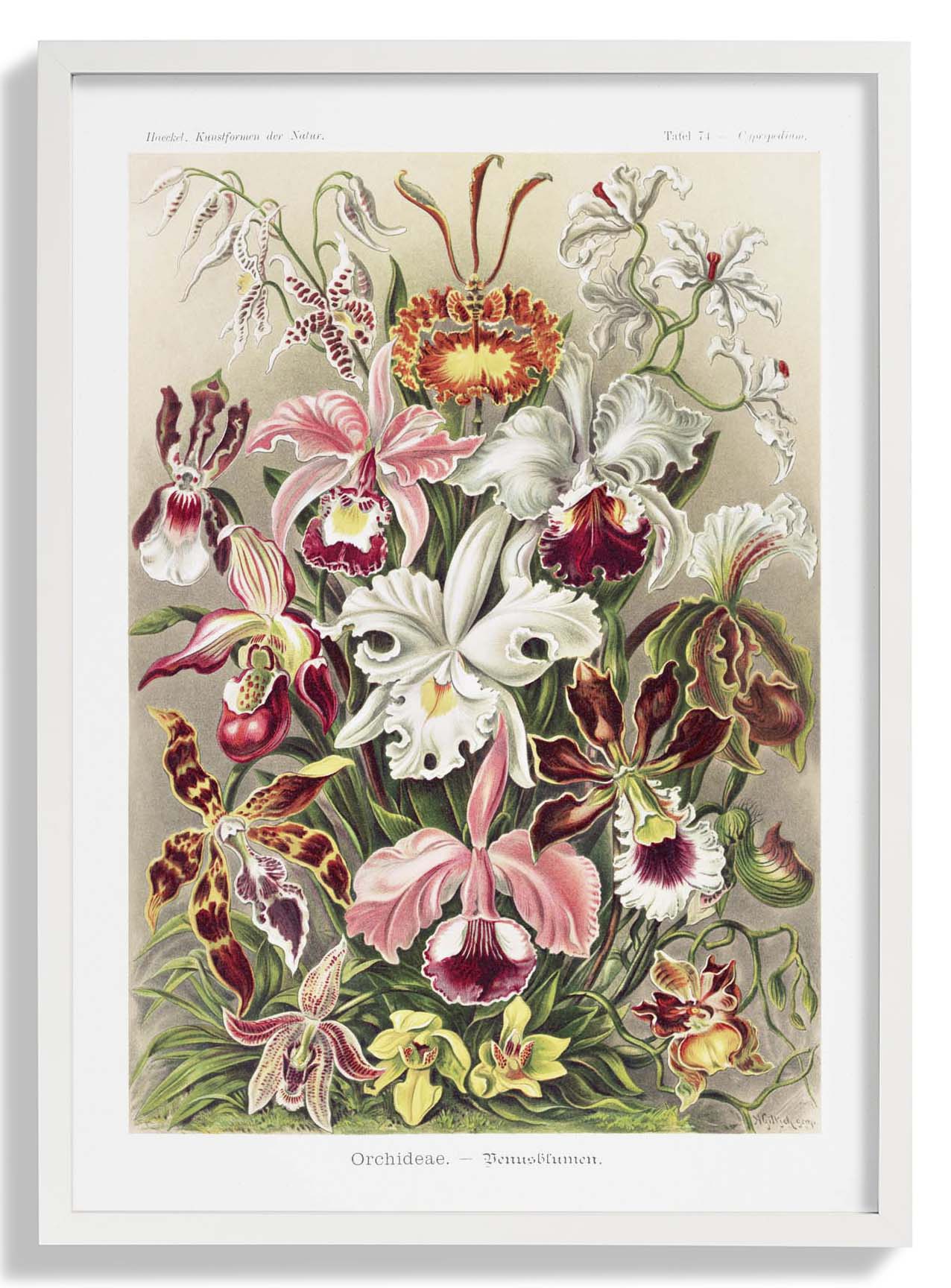 Orchideae Lilly Flowers by Ernst Haeckel with borders - Image 5