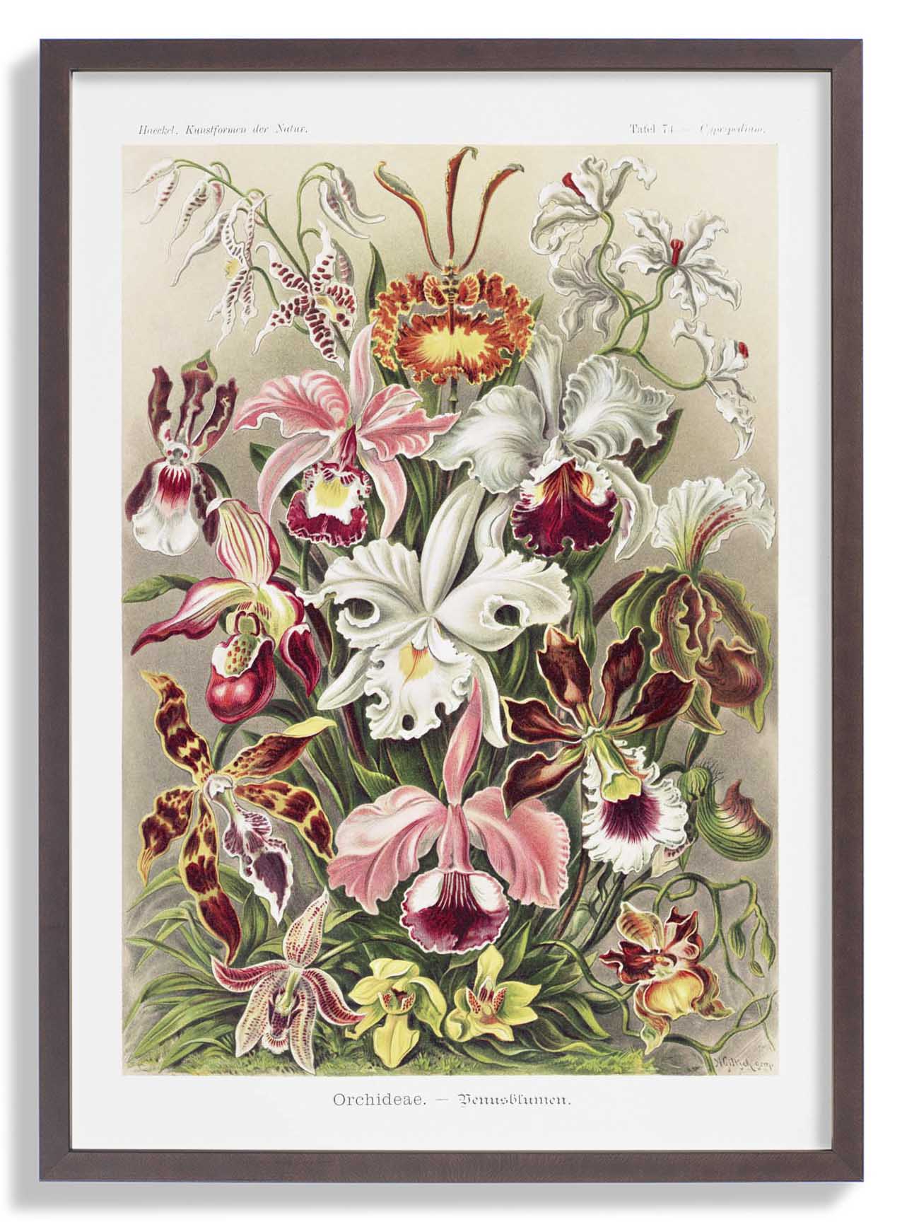 Orchideae Lilly Flowers by Ernst Haeckel with borders - Image 7