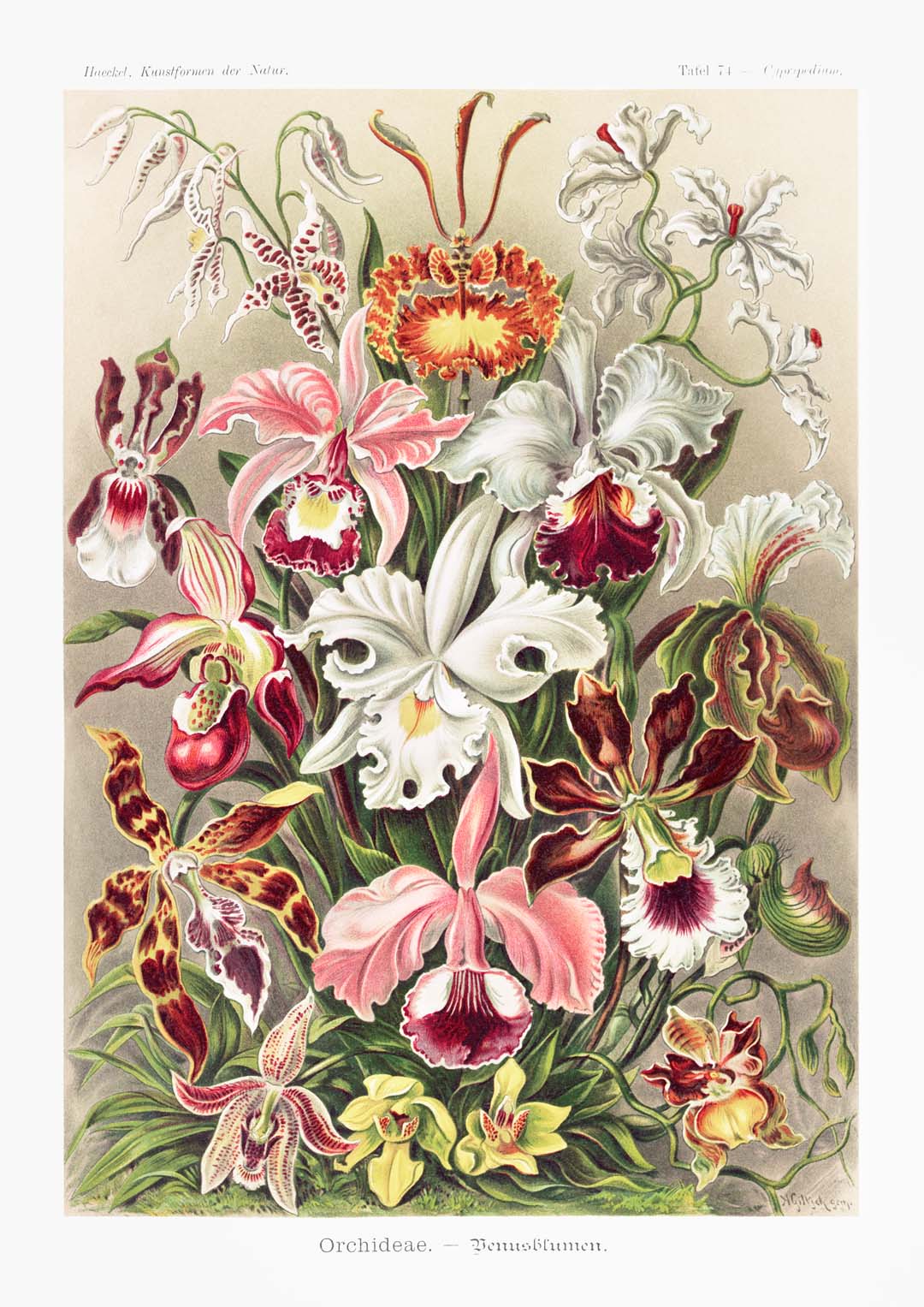 Orchideae Lilly Flowers by Ernst Haeckel with borders - Image 8