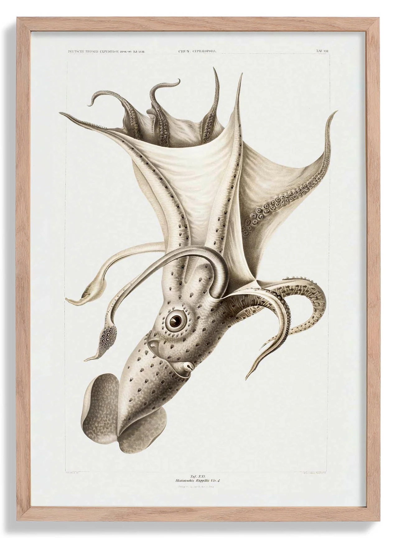 Pale Squid