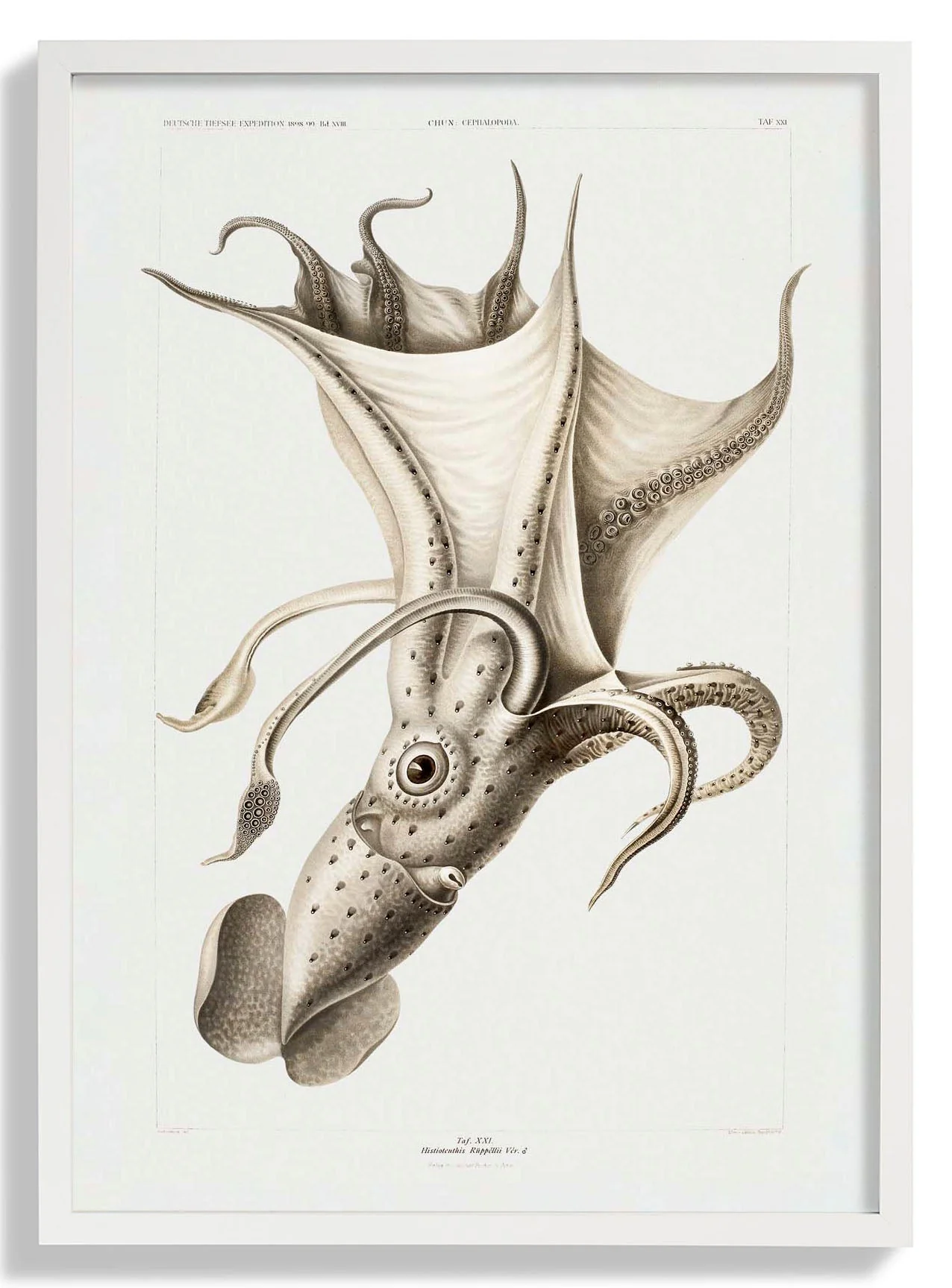 Pale Squid - Image 5