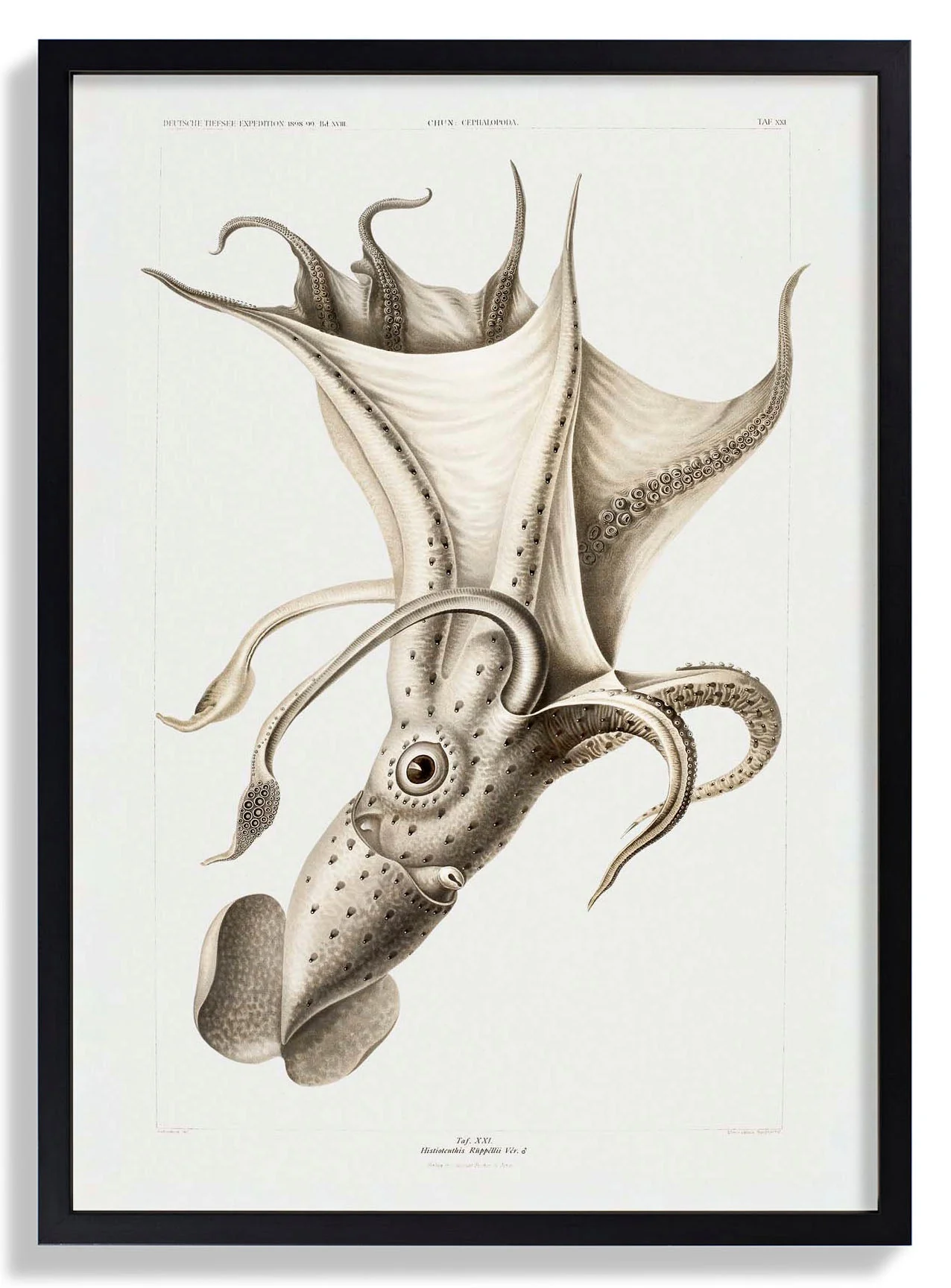 Pale Squid - Image 6