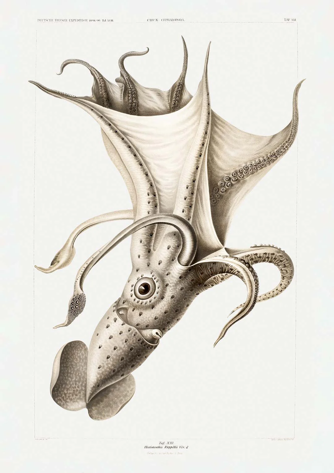 Pale Squid - Image 8