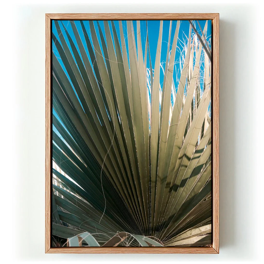 Palm Fan by Andrea Schindler