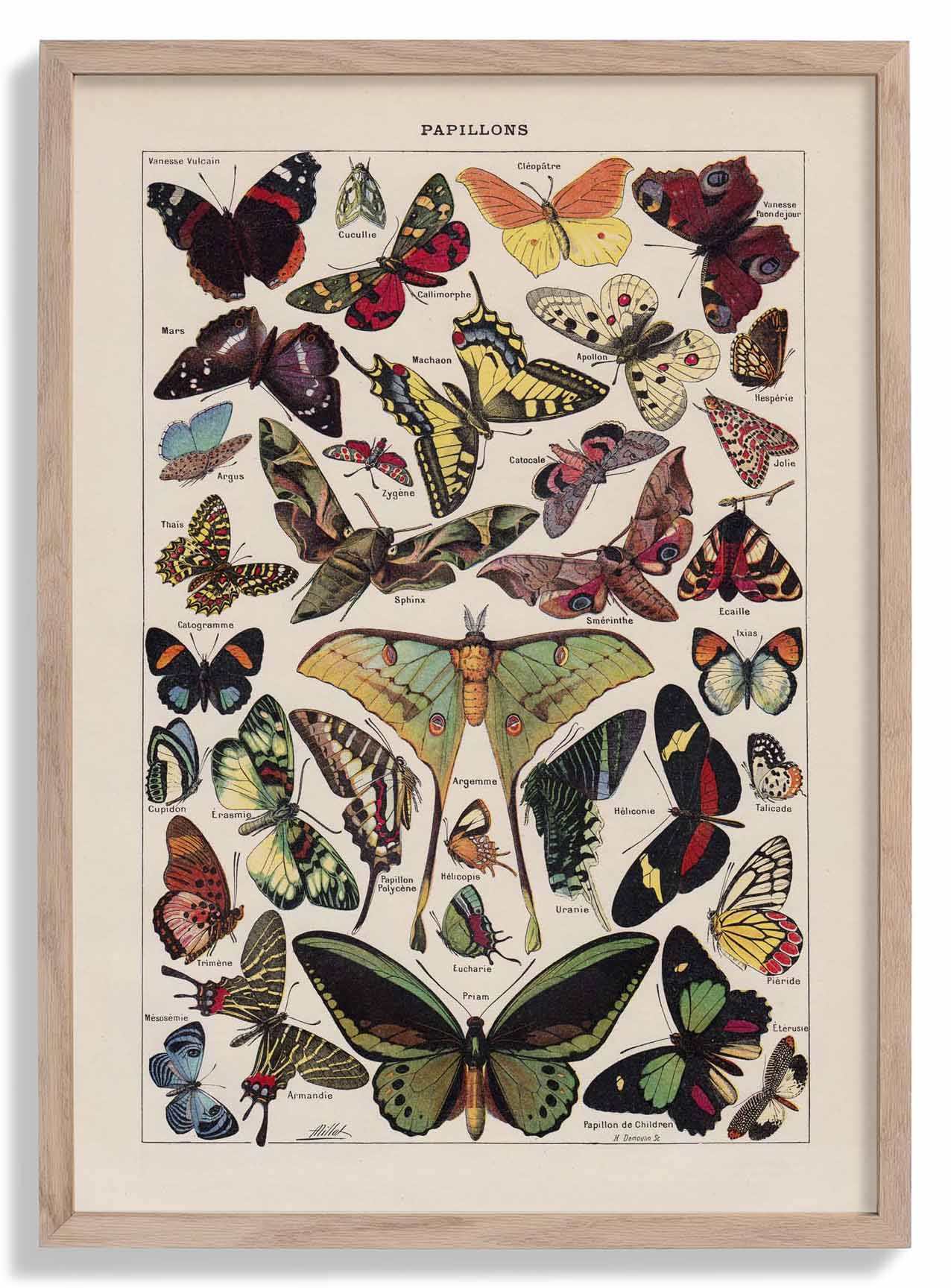 Papillons Larousse