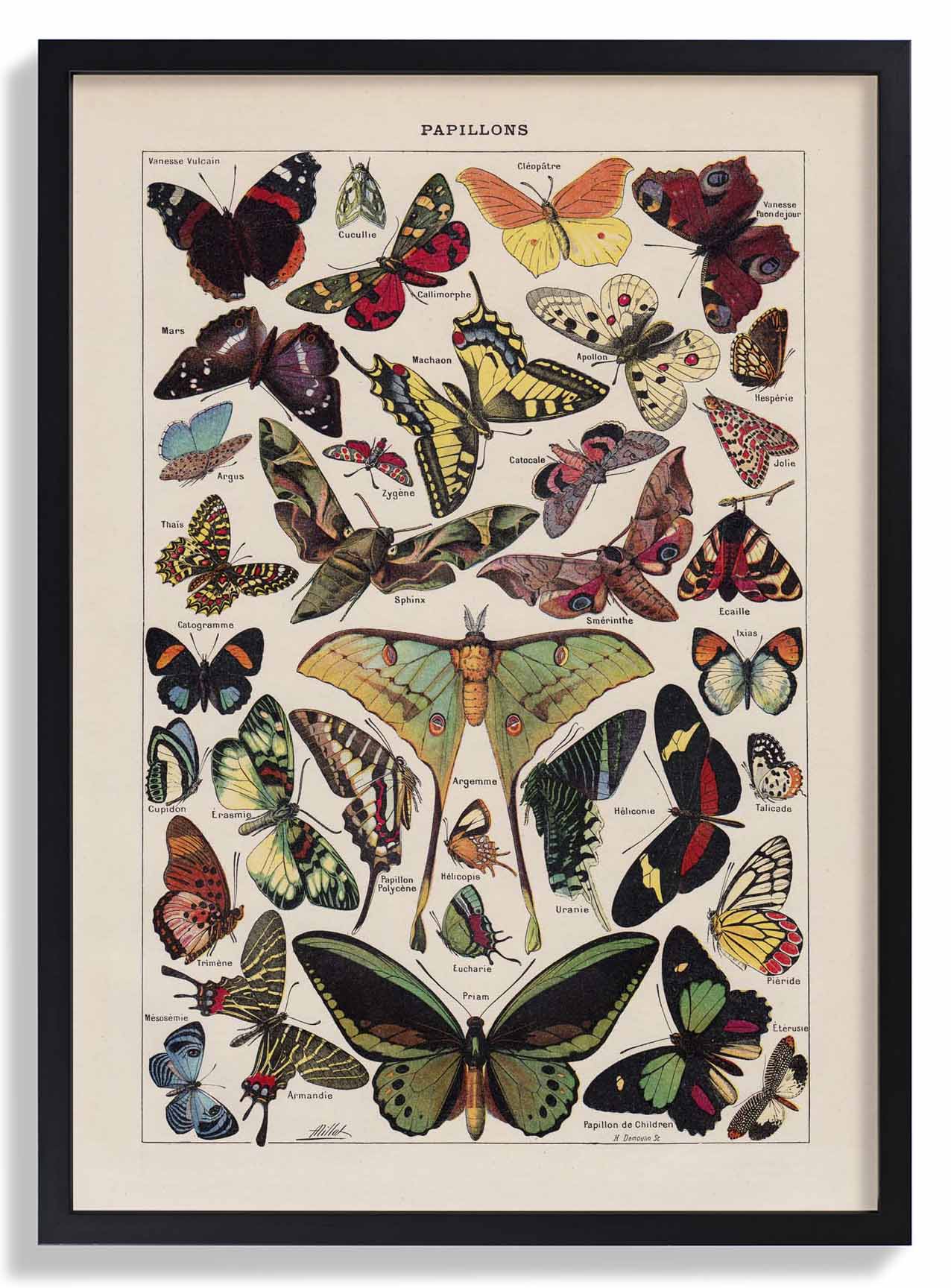 Papillons Larousse - Image 6