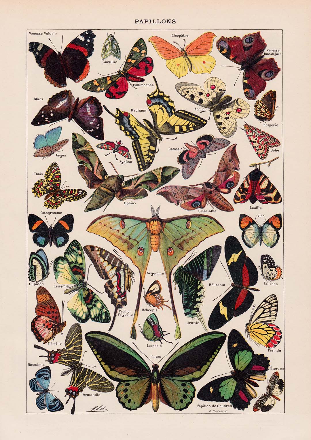 Papillons Larousse - Image 8