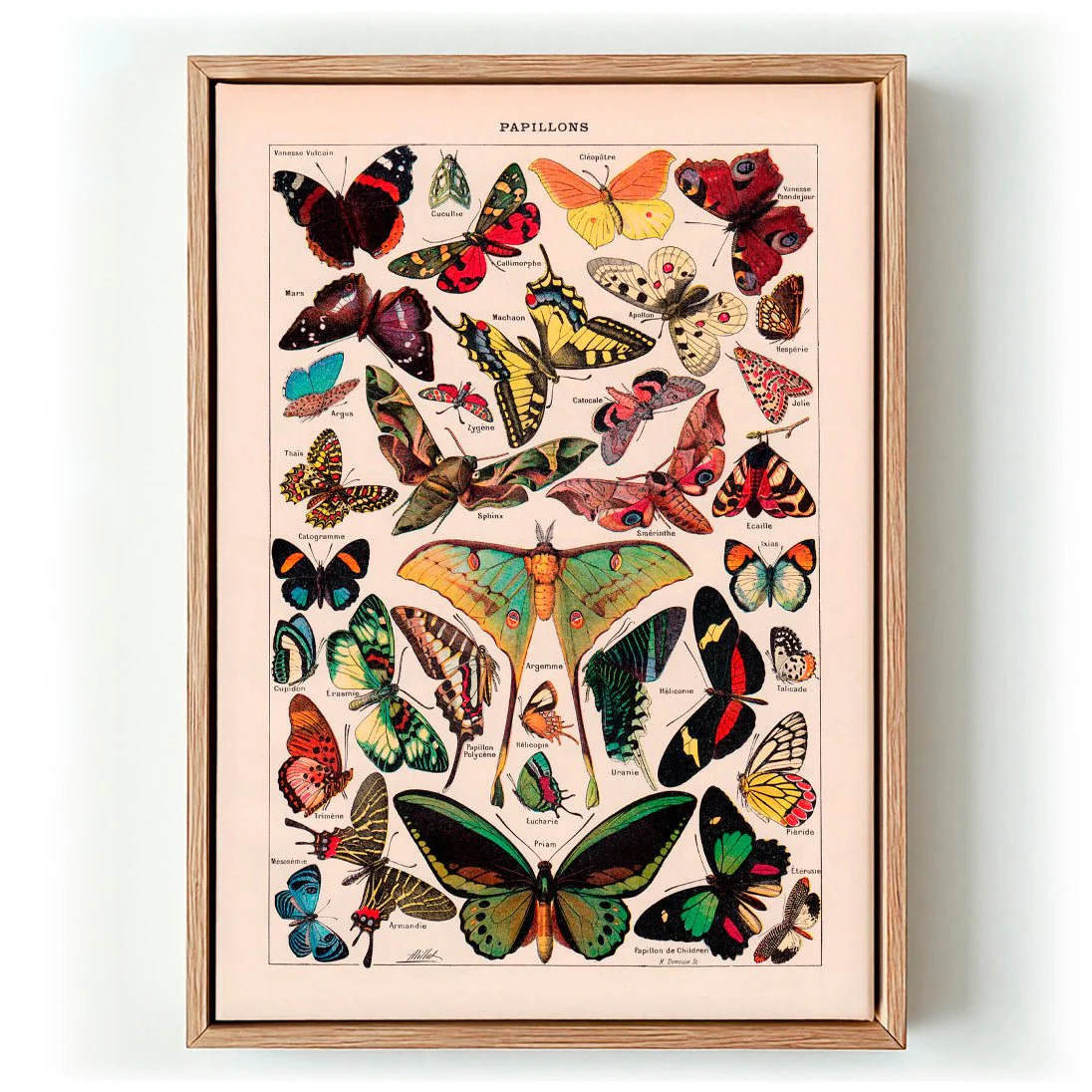 Papillons Larousse