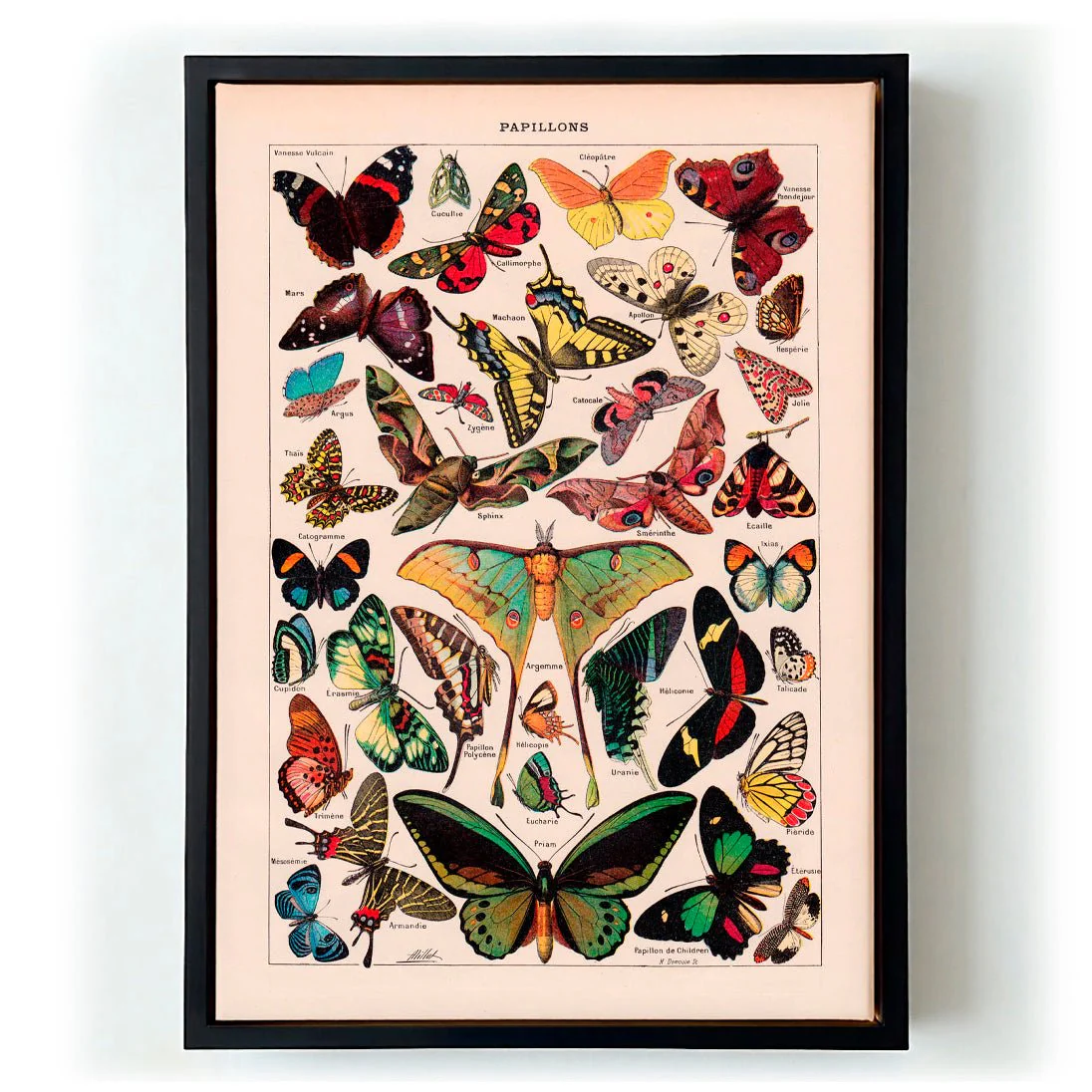 Papillons Larousse - Image 5
