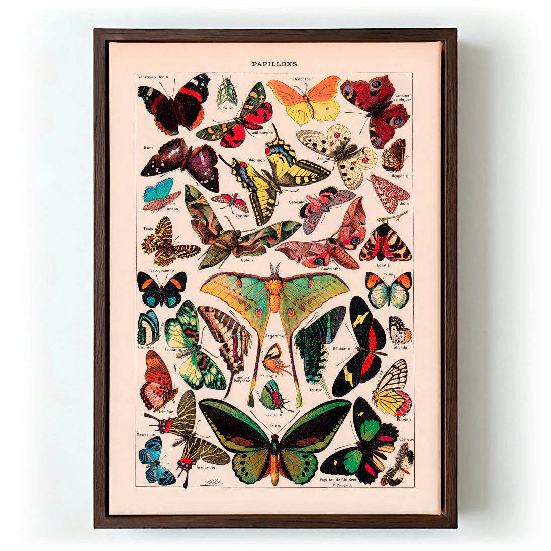 Papillons Larousse - Image 6