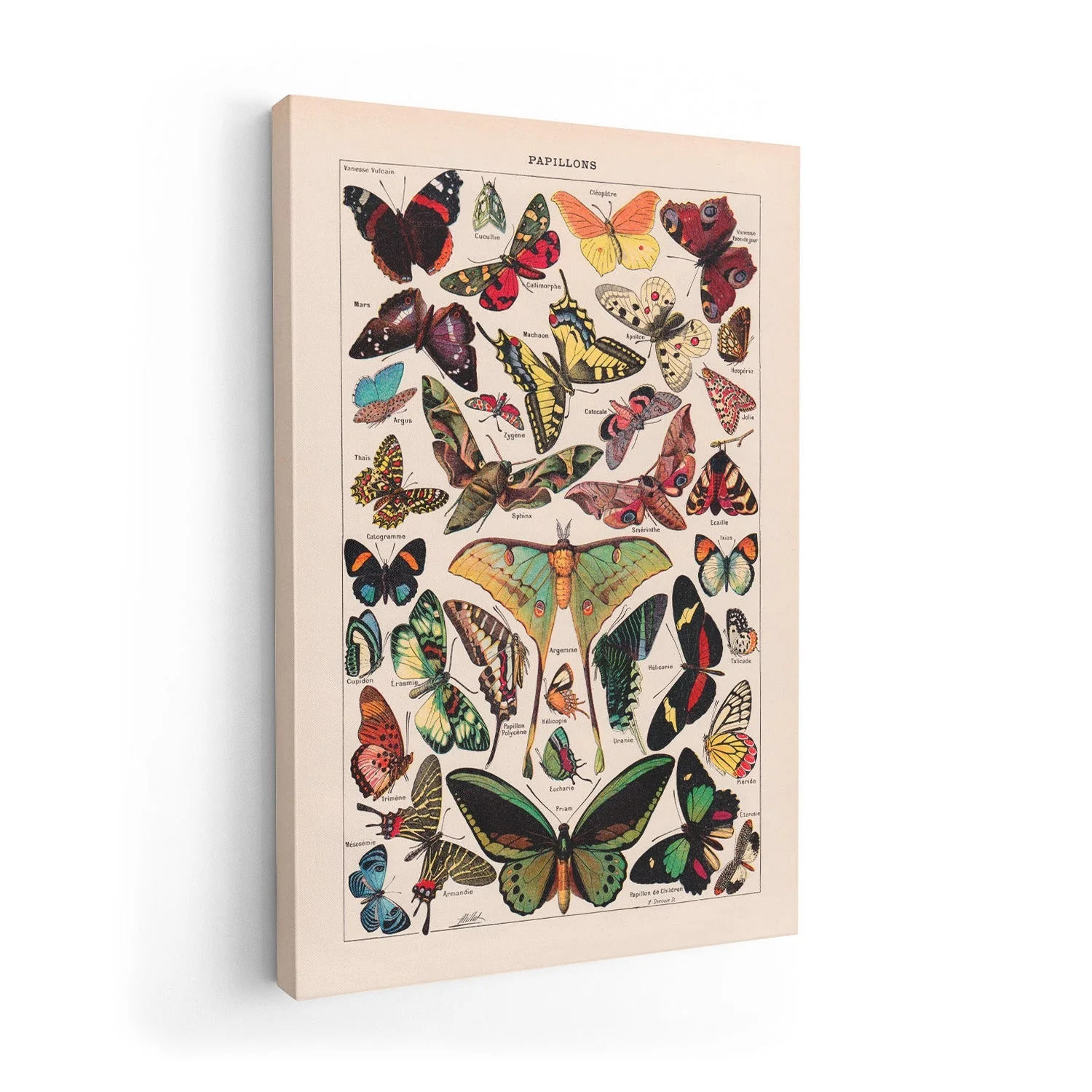 Papillons Larousse - Image 7