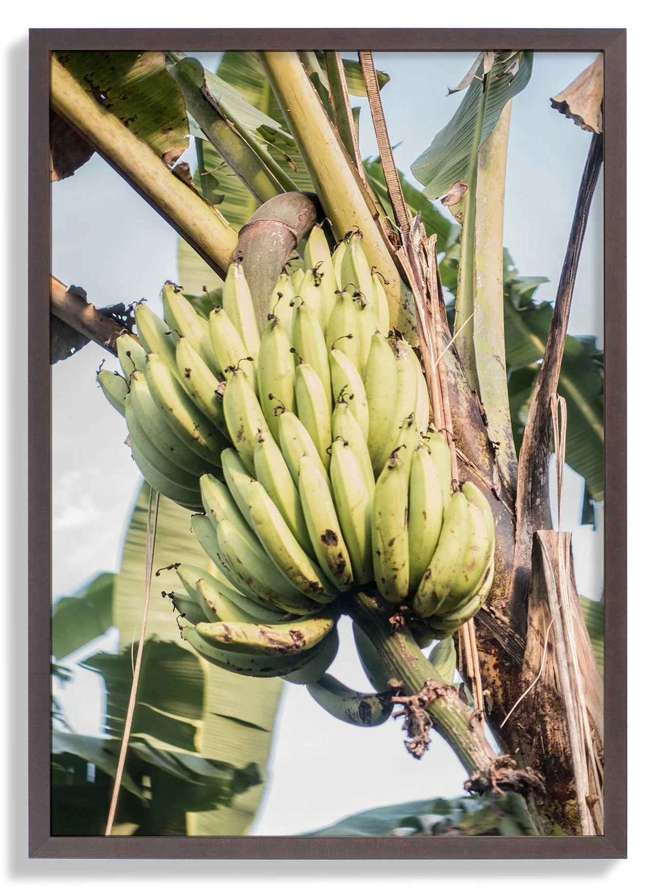 Pass by a Banana Plant by Andrea Schindler - Image 4