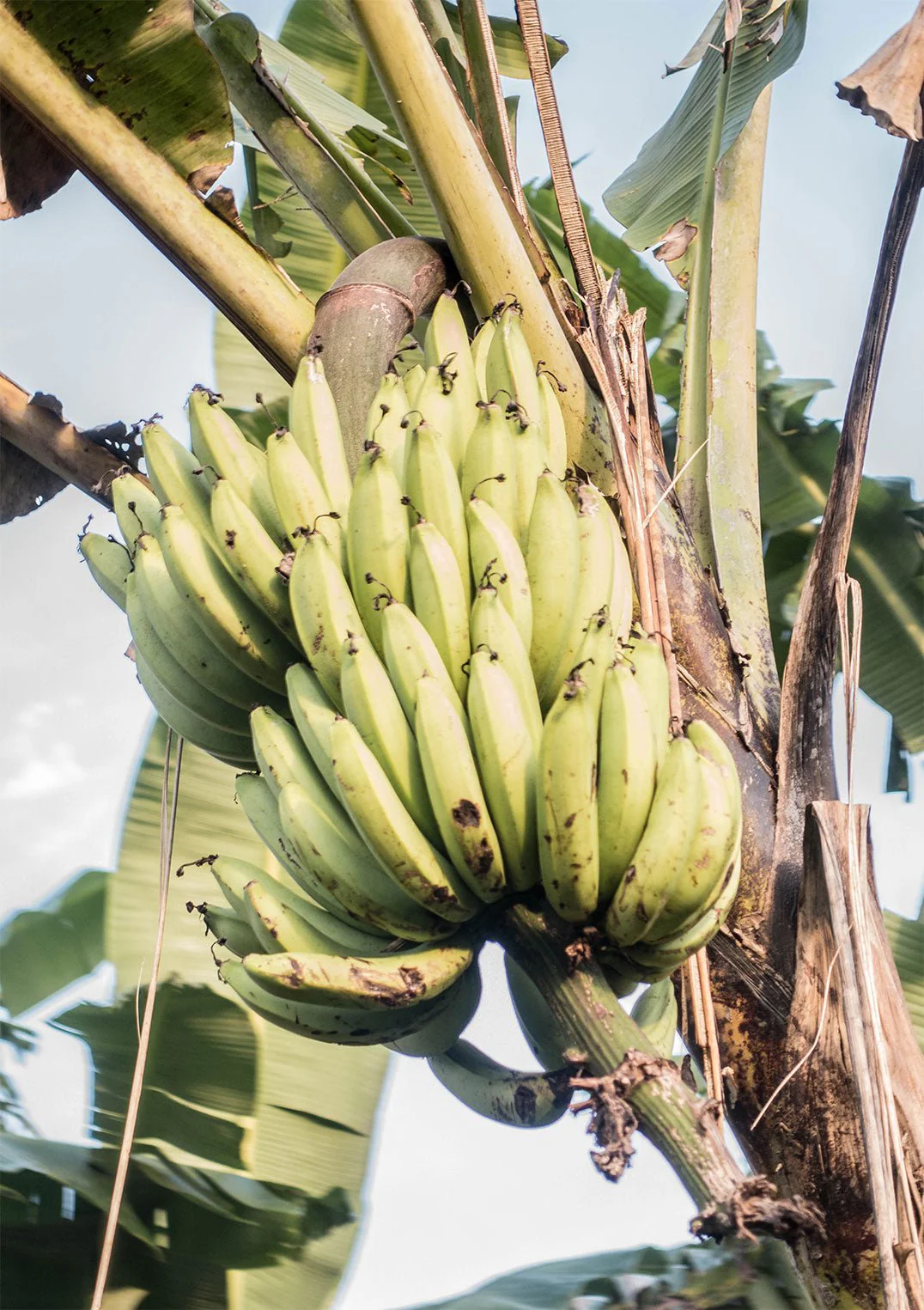 Pass by a Banana Plant by Andrea Schindler - Image 5