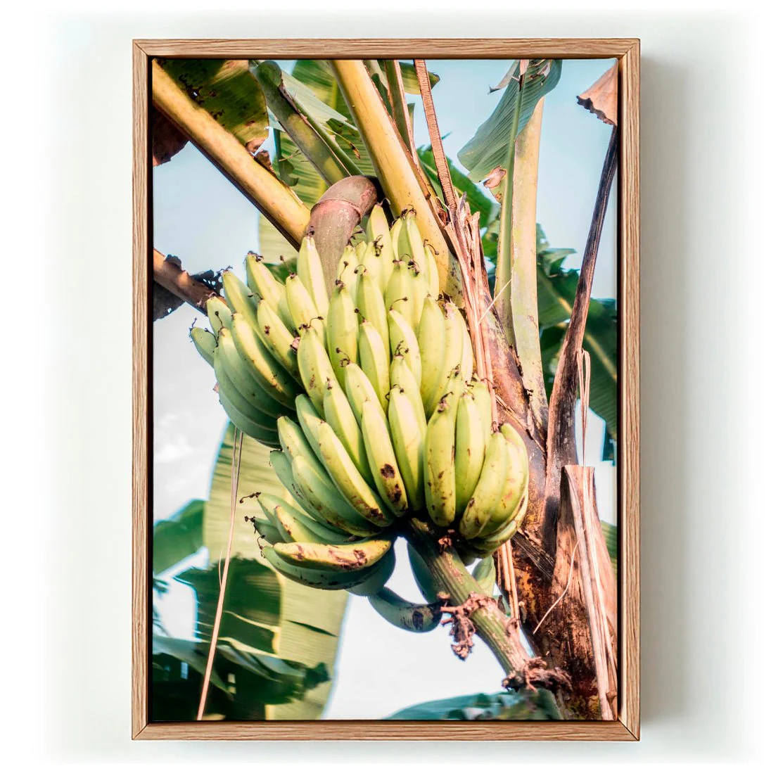 Pass by a Banana Plant by Andrea Schindler