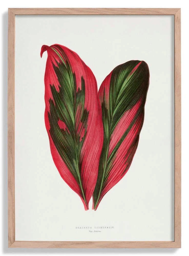 Pink Dracaena Terminalis Leaf Illustration by Les Plantes a Feuillage Colore
