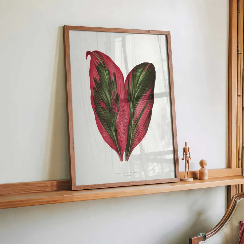 Pink Dracaena Terminalis Leaf Illustration by Les Plantes a Feuillage Colore - Image 2
