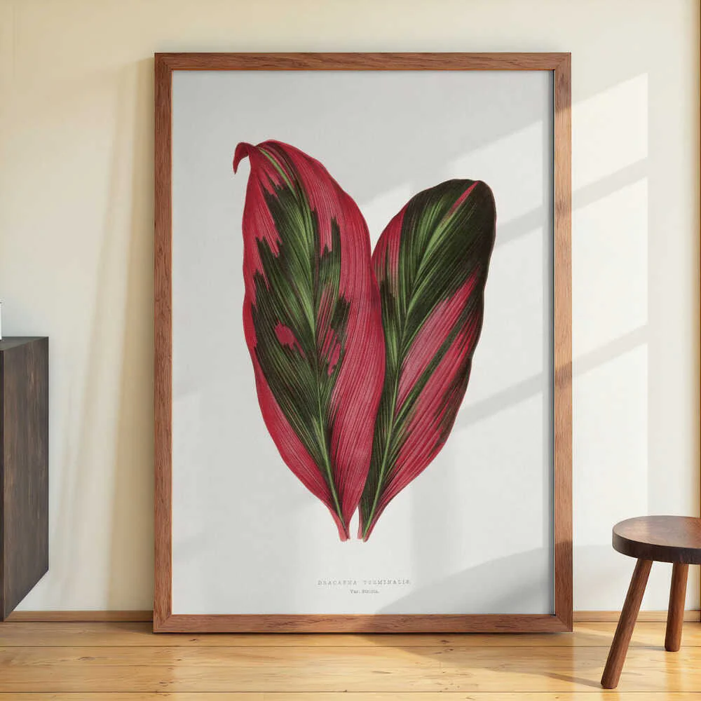 Pink Dracaena Terminalis Leaf Illustration by Les Plantes a Feuillage Colore - Image 3