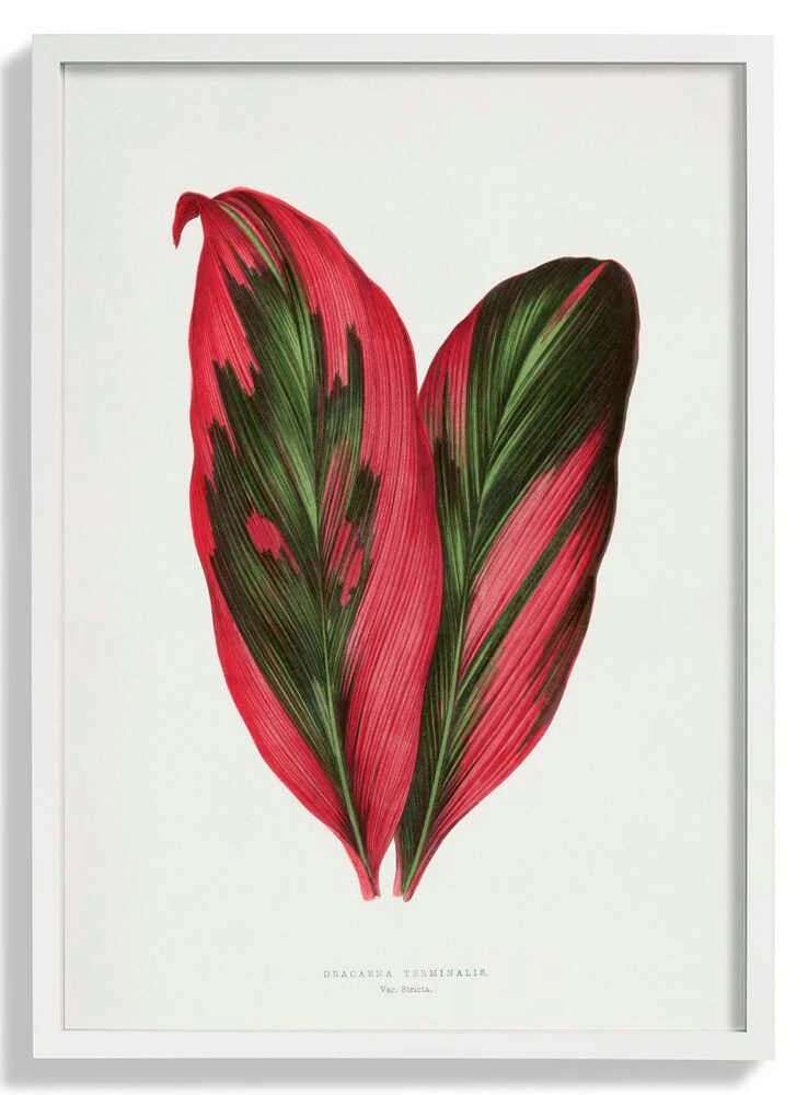 Pink Dracaena Terminalis Leaf Illustration by Les Plantes a Feuillage Colore - Image 5