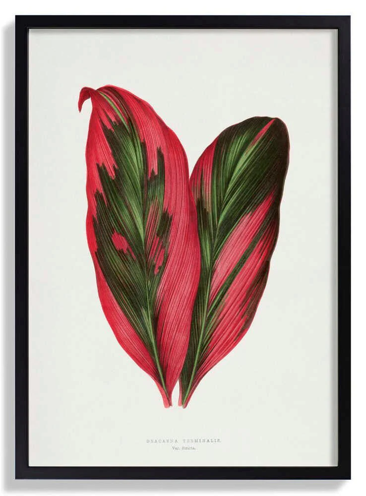 Pink Dracaena Terminalis Leaf Illustration by Les Plantes a Feuillage Colore - Image 6
