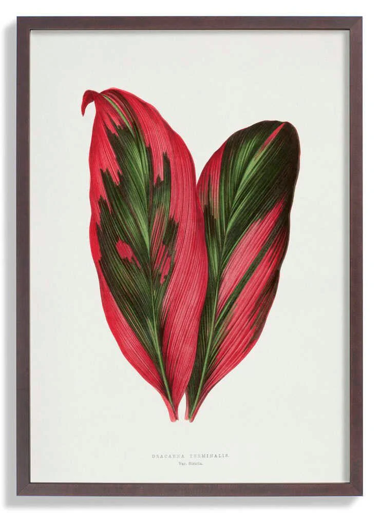 Pink Dracaena Terminalis Leaf Illustration by Les Plantes a Feuillage Colore - Image 7