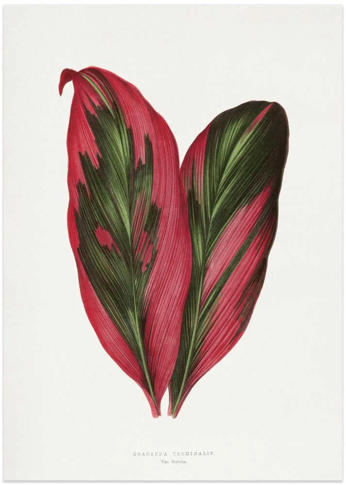 Pink Dracaena Terminalis Leaf Illustration by Les Plantes a Feuillage Colore - Image 8