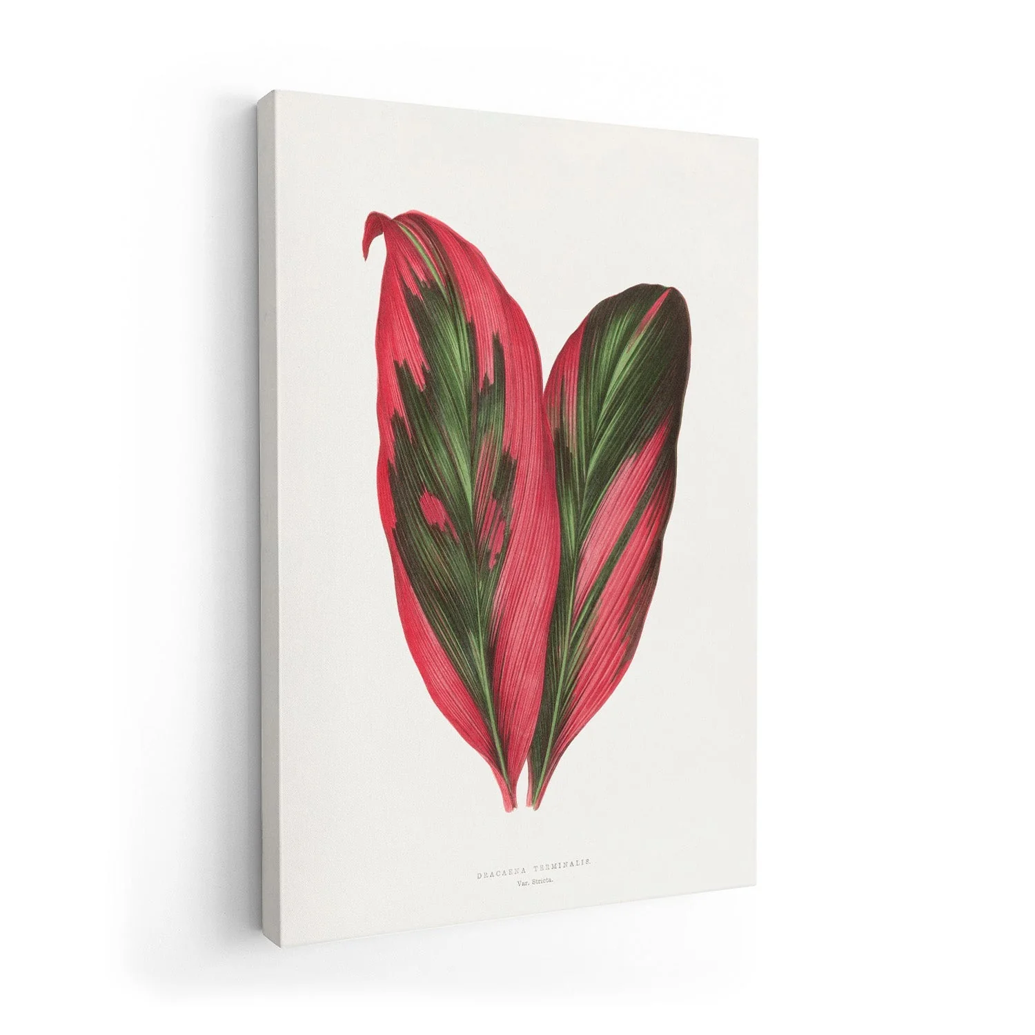 Pink Dracaena Terminalis Leaf Illustration by Les Plantes a Feuillage Colore - Image 7