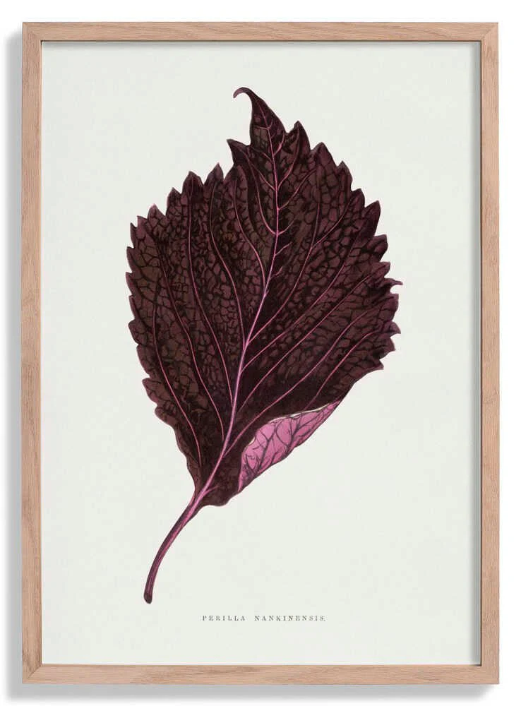 Pink Perilla Nankinensis Leaf Illustration by Les Plantes a Feuillage Colore