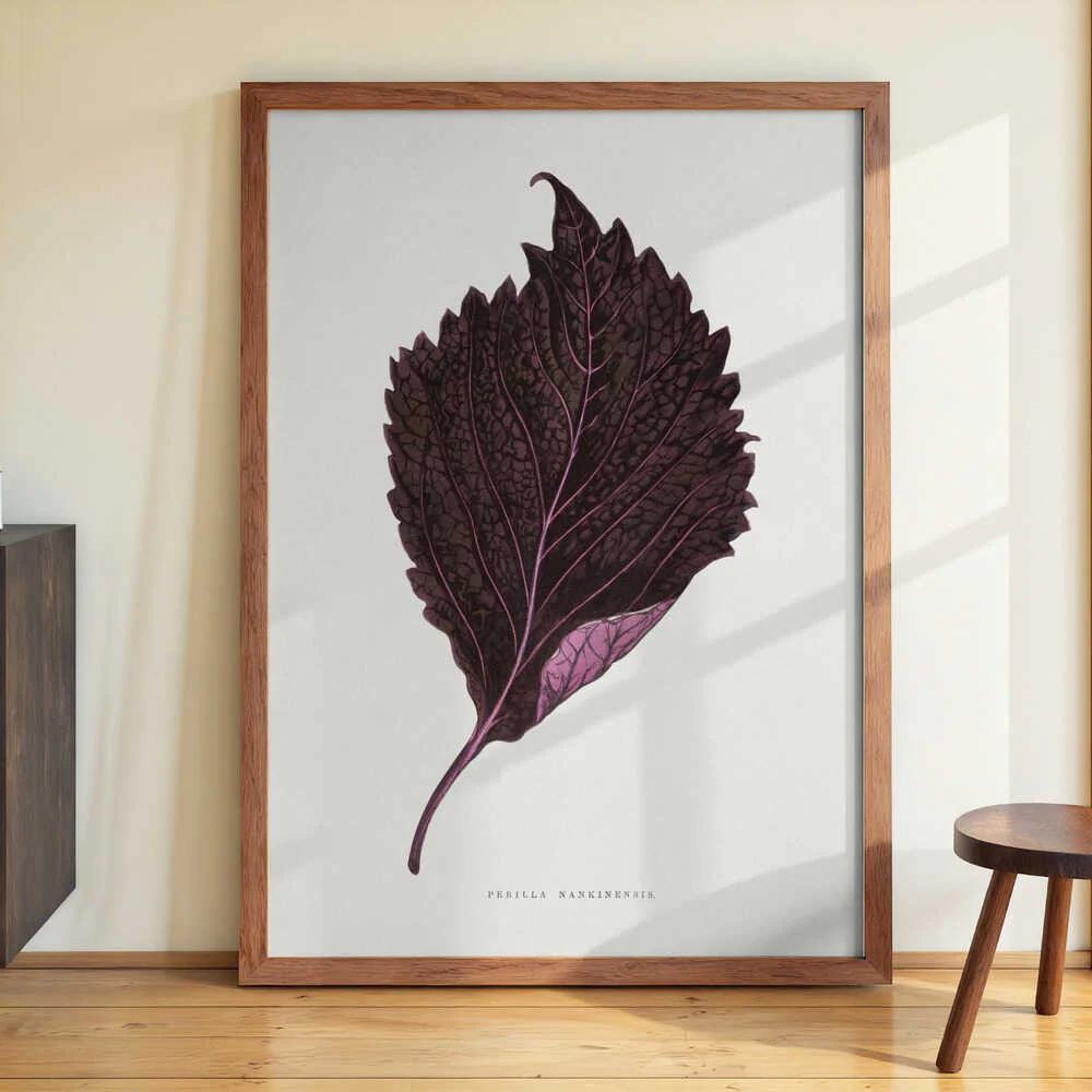 Pink Perilla Nankinensis Leaf Illustration by Les Plantes a Feuillage Colore - Image 3