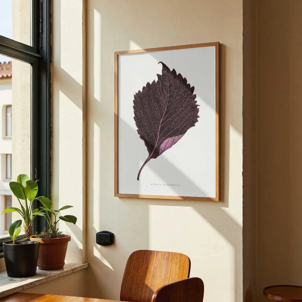 Pink Perilla Nankinensis Leaf Illustration by Les Plantes a Feuillage Colore - Image 4