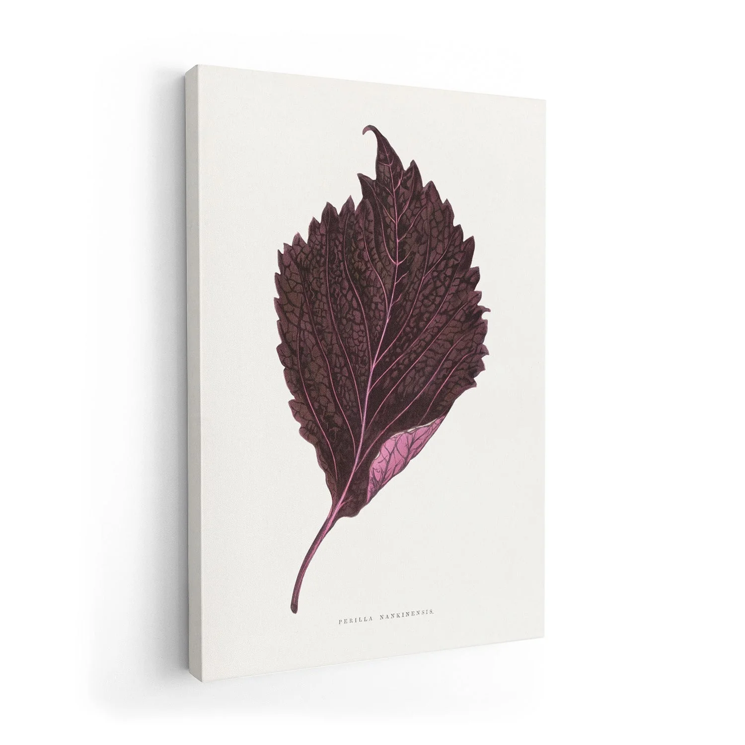 Pink Perilla Nankinensis Leaf Illustration by Les Plantes a Feuillage Colore - Image 7