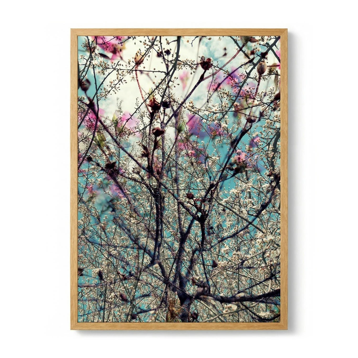 Pink White Spring Blossoms by Angelo Cerantola