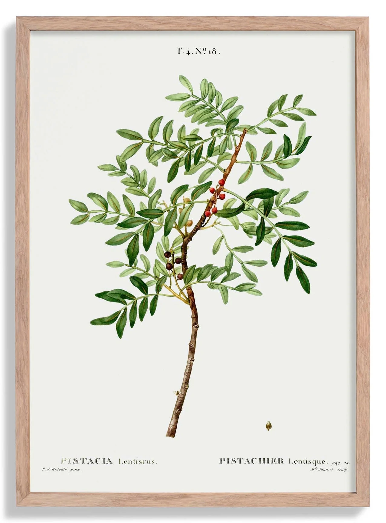 Pistachio