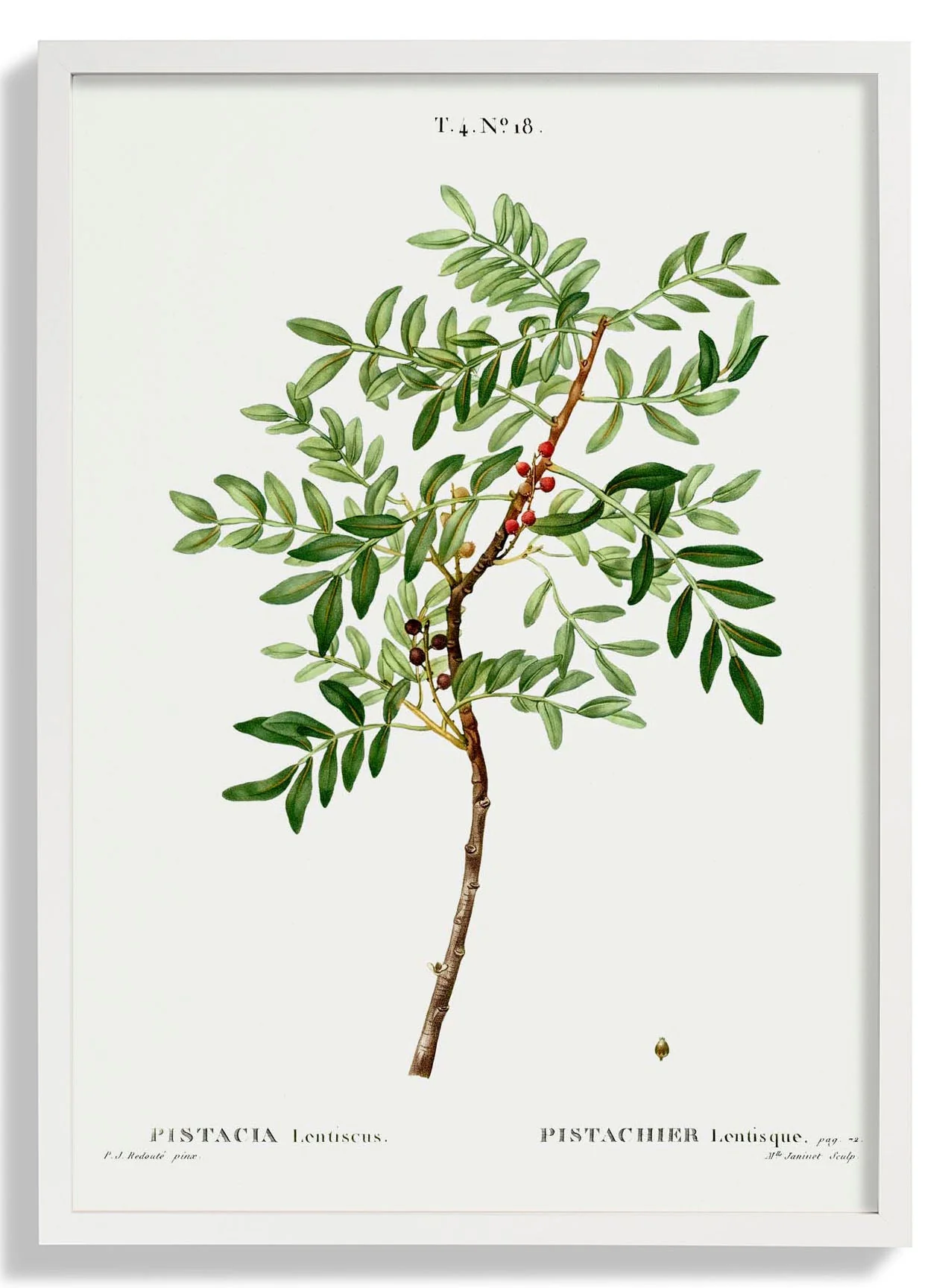 Pistachio - Image 5