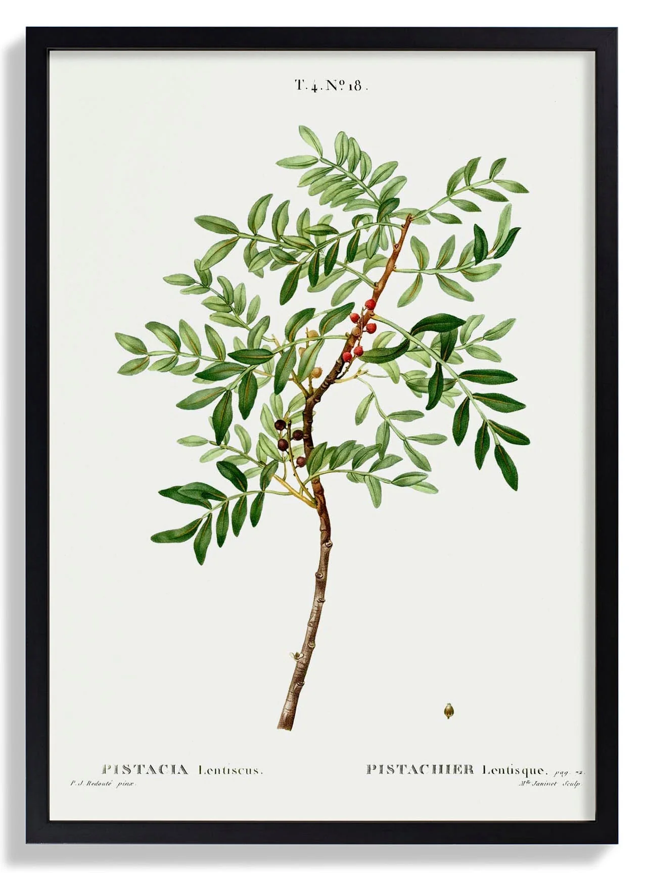 Pistachio - Image 6