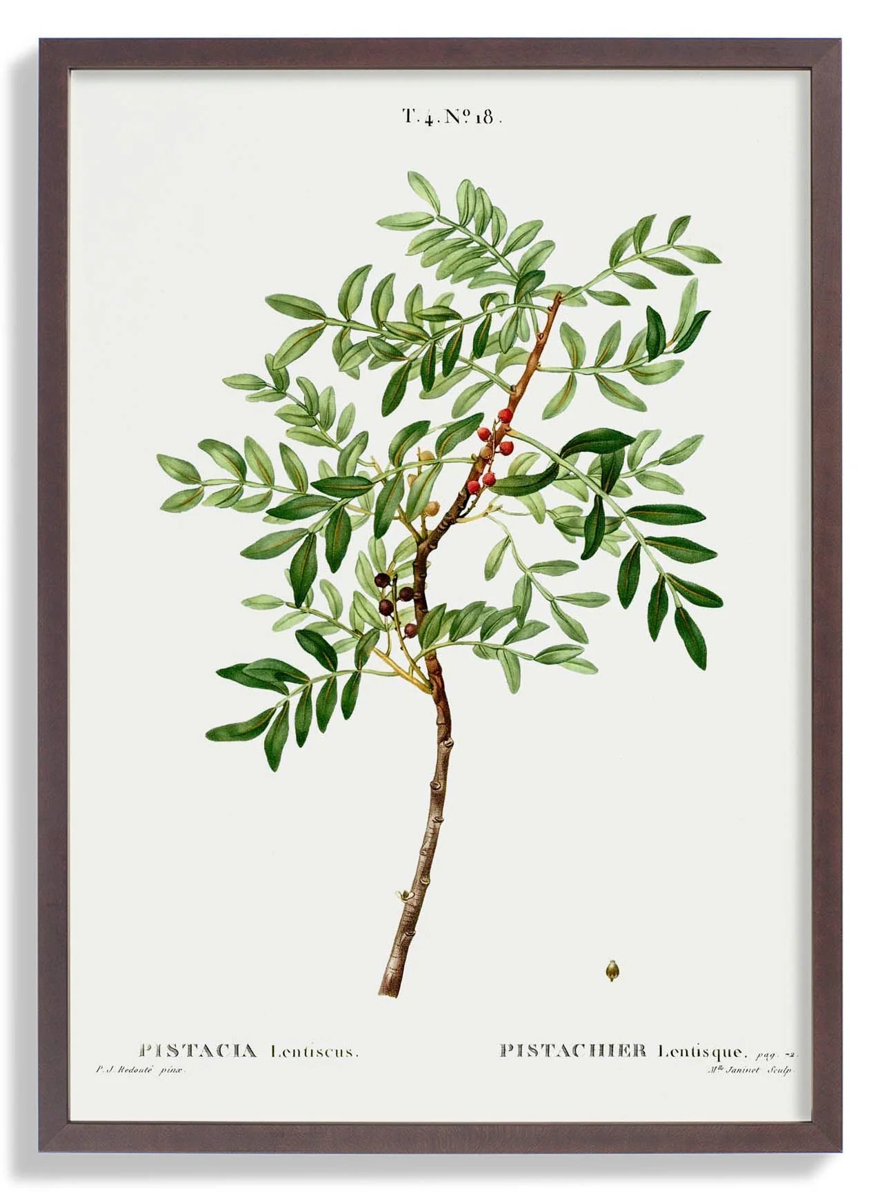Pistachio - Image 7